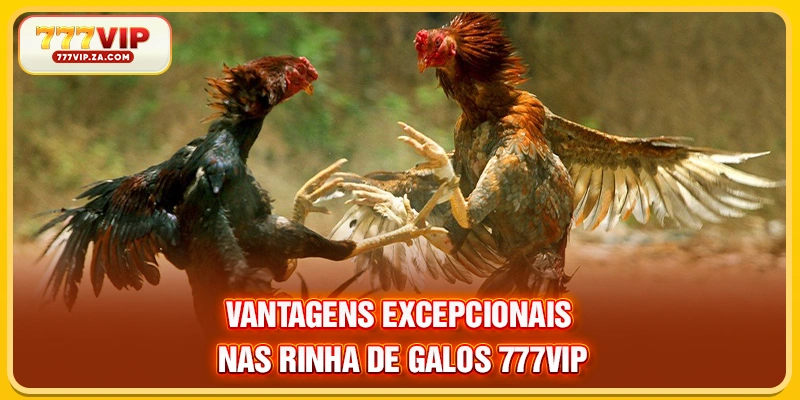 Rinha De Galos 777vip Todos Os Dias Com Ótimas Chances 3 Vantagens excepcionais nas Rinha de galos 777VIP